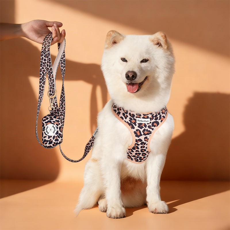 A medium dog white ShibaInu Dog wearing a leopard harness as part of a complete dog and owner matching accessory set