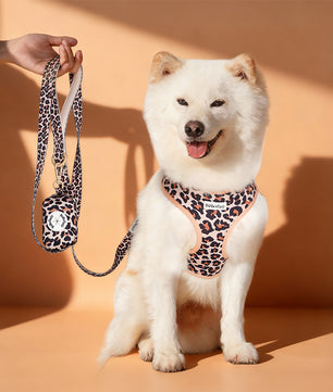 A medium dog white ShibaInu Dog wearing a leopard harness as part of a complete dog and owner matching accessory set