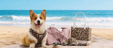 Leopard print dog harness matching dog owner accessories set 