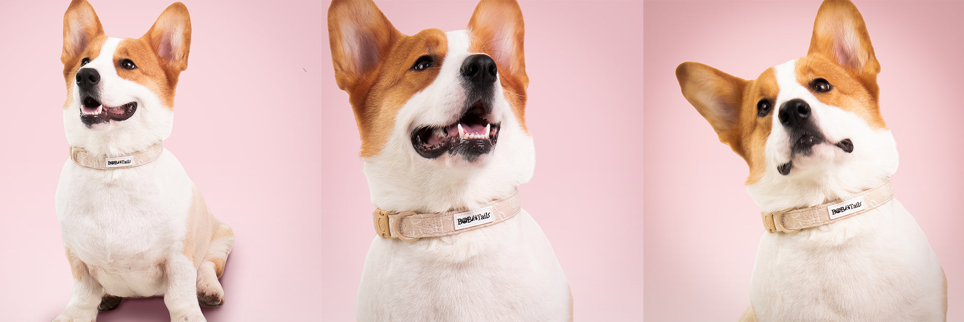 morning glory biscuit dog collars for little dogs  matching the harness and owner accessories in a coordinated set
