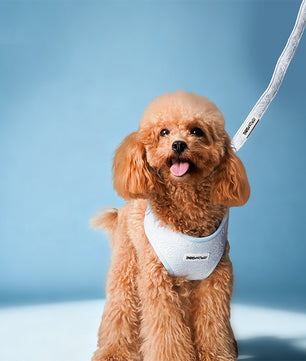 Laisse de chien réglable de gloire du matin