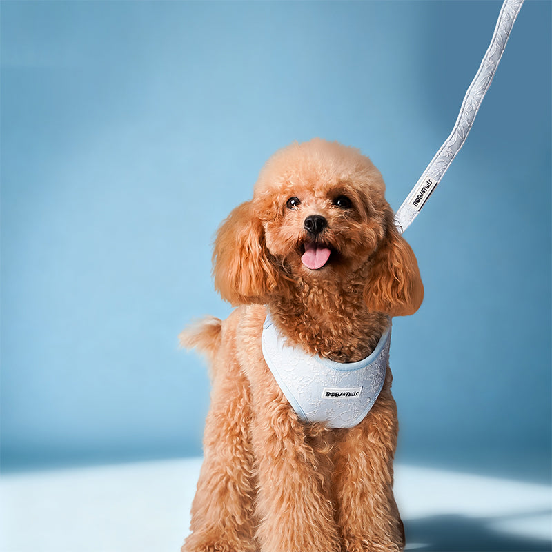 Laisse de chien réglable de gloire du matin