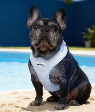 Morning Glory French bulldog  designed as part of a matching dog and owner accessory system for everyday walksHarness 