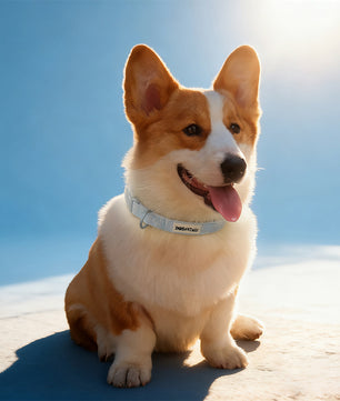 Morning Glory beautiful dog collars designed to complement the harness and accessories within the set