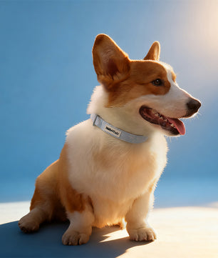 Morning Glory best collars for dogs designed to complement the harness and accessories within the set