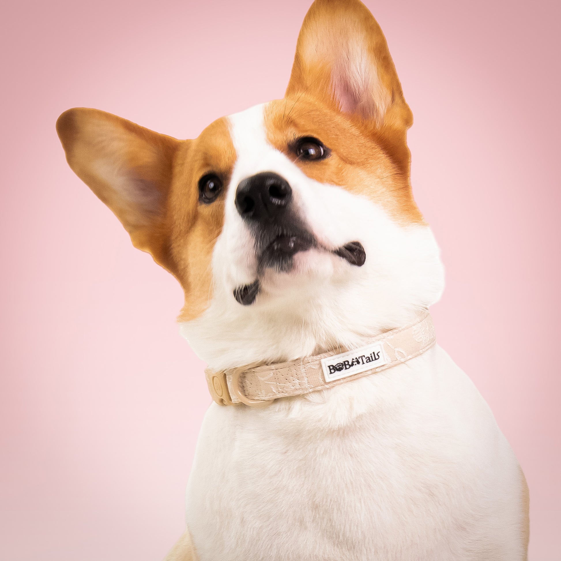 Morning Glory biscuit best dog training collars designed to complement the harness and accessories within the set
