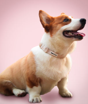 Morning Glory biscuit custom collars for dogs designed to complement the harness and accessories within the set
