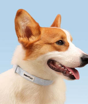 Morning Glory custom collars designed to coordinate with dog harness and accessories as part of a matching systemdogs