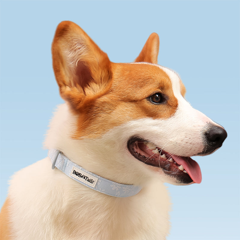 Morning Glory custom collars designed to coordinate with dog harness and accessories as part of a matching systemdogs