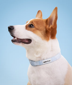 Morning Glory dog collars and harnesses designed to coordinate with dog harness and accessories as part of a matching system
