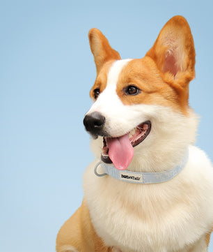 Morning Glory dog collars for big dogs designed to complement the harness and accessories within the set 