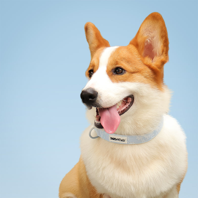 Morning Glory dog collars for big dogs designed to complement the harness and accessories within the set 