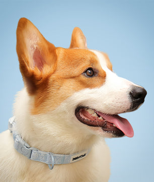 Morning Glory dog collars for little dogs designed to complement the harness and accessories within the set
