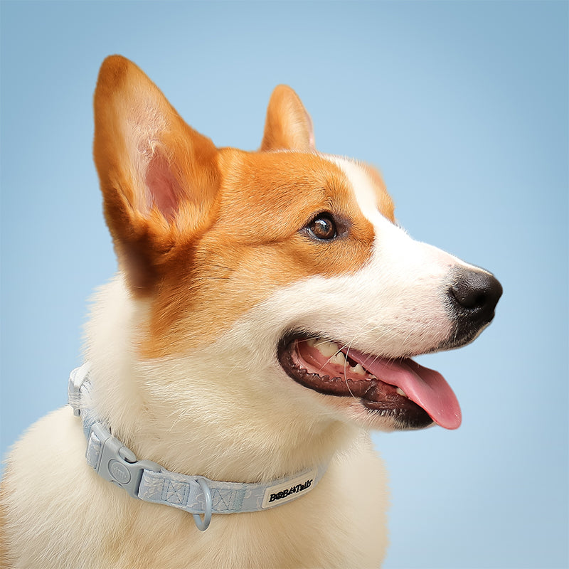 Morning Glory dog collars for little dogs designed to complement the harness and accessories within the set