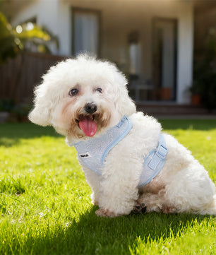 Morning Glory gentle leader dog harness design as part of a complete dog and owner matching accessory set