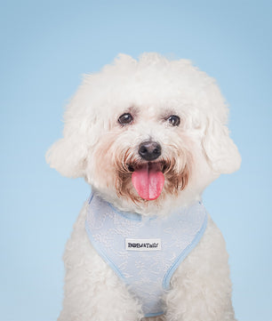 Morning Glory harness for small dogs designed as part of a matching dog and owner accessory system for everyday walks