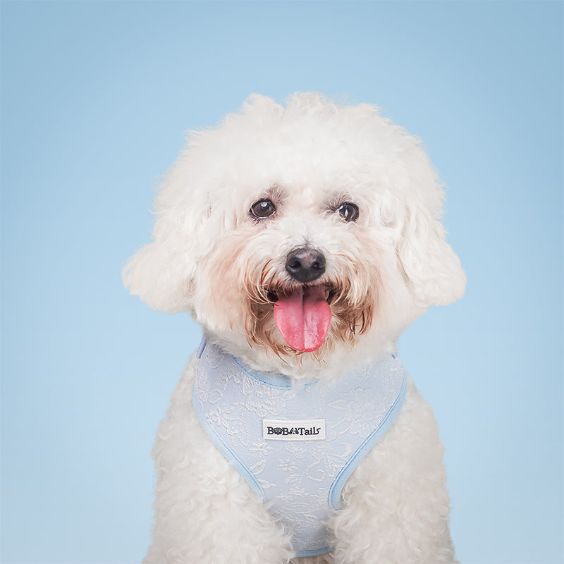 Morning Glory harness for small dogs designed as part of a matching dog and owner accessory system for everyday walks