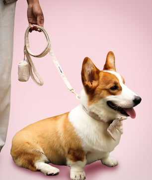 Morning Glory Dog Lash