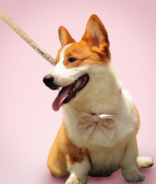 Morning Glory Dog Lash