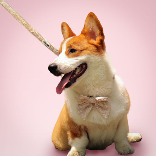 Morning Glory Dog Lash