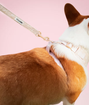 Morning Glory Dog Lash