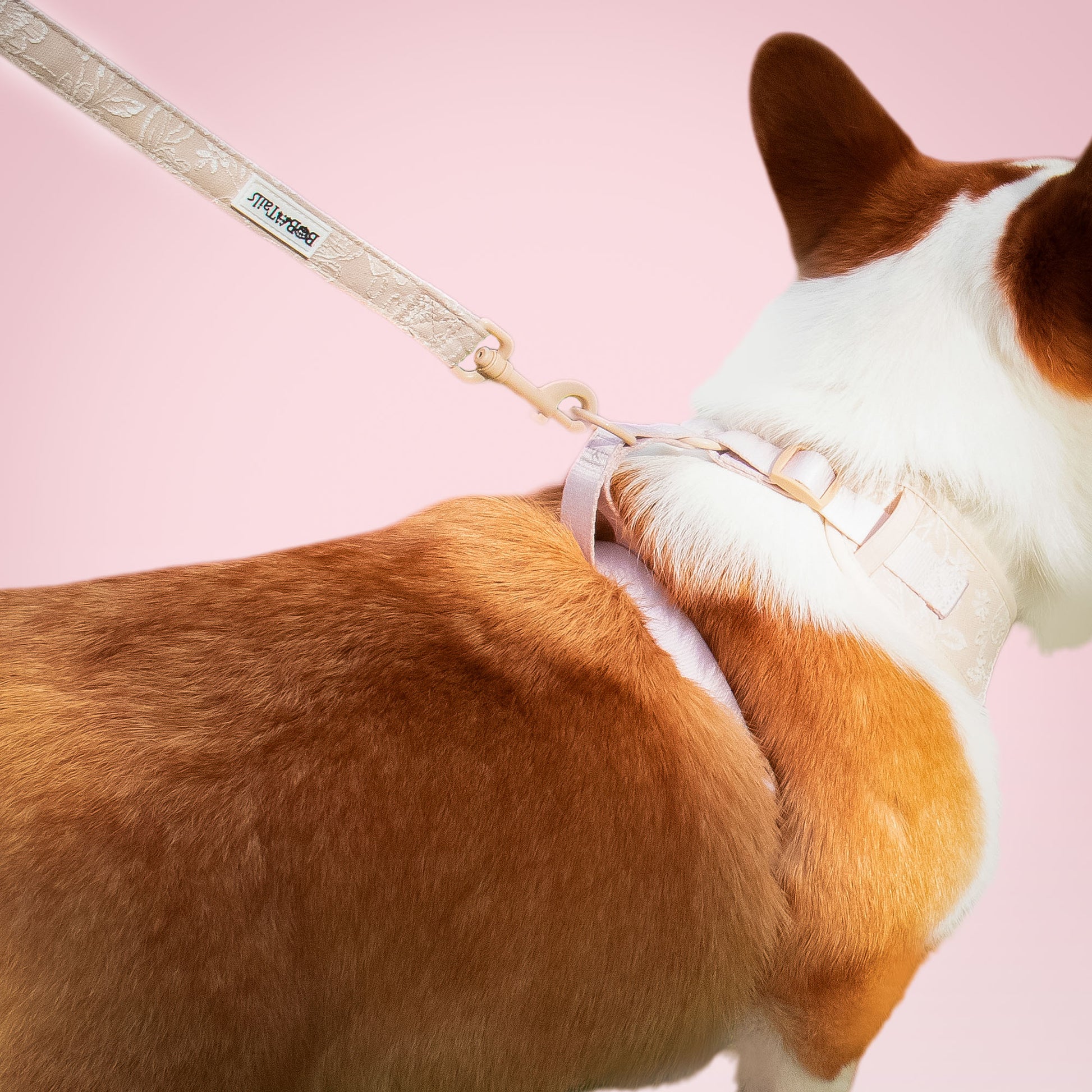 Morning Glory Dog Lash