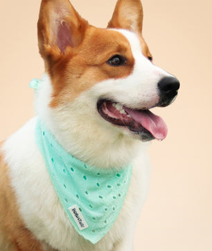 Bandana de chien de broderie en soie