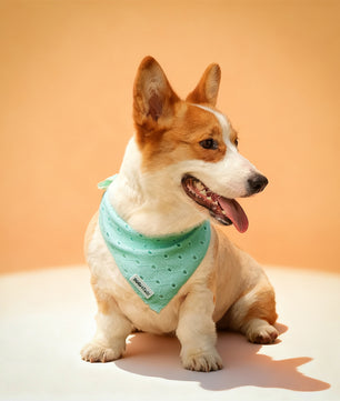 Bandana de chien de broderie en soie