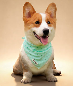 Bandana de chien de broderie en soie