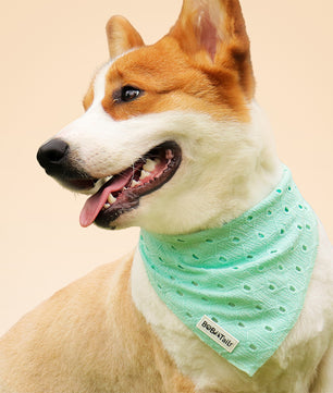 Bandana de chien de broderie en soie