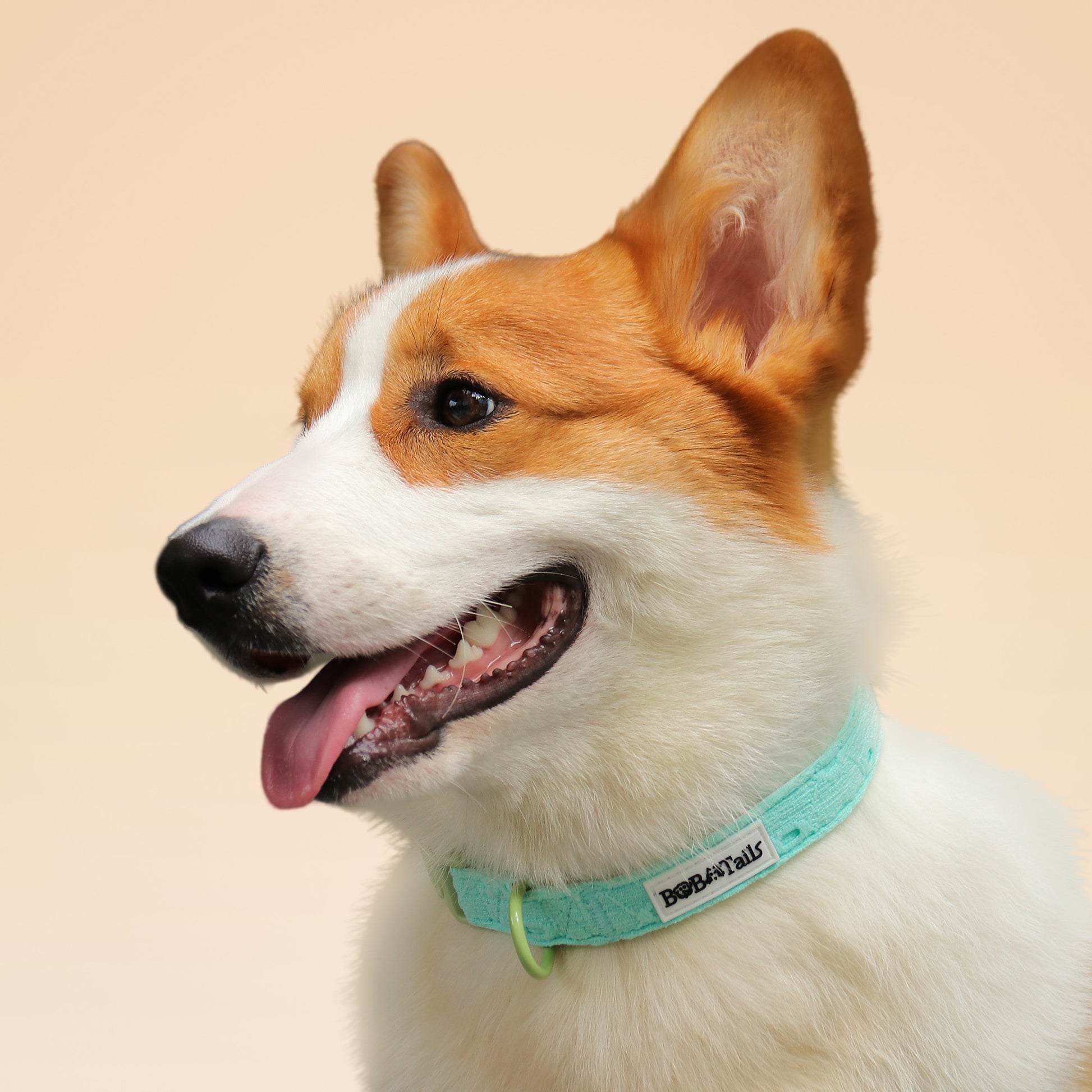 Collier de chien de broderie en soie