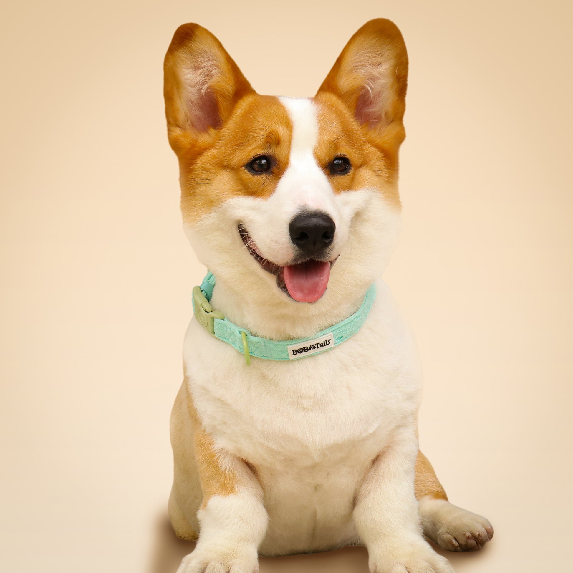 Collier de chien de broderie en soie