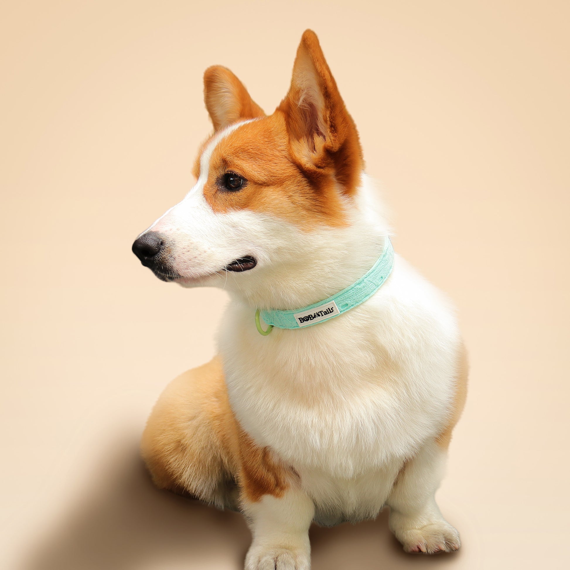 Collier de chien de broderie en soie