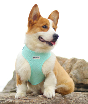 Silk embroidery no choke harness D-ring leash clip – Bobotails