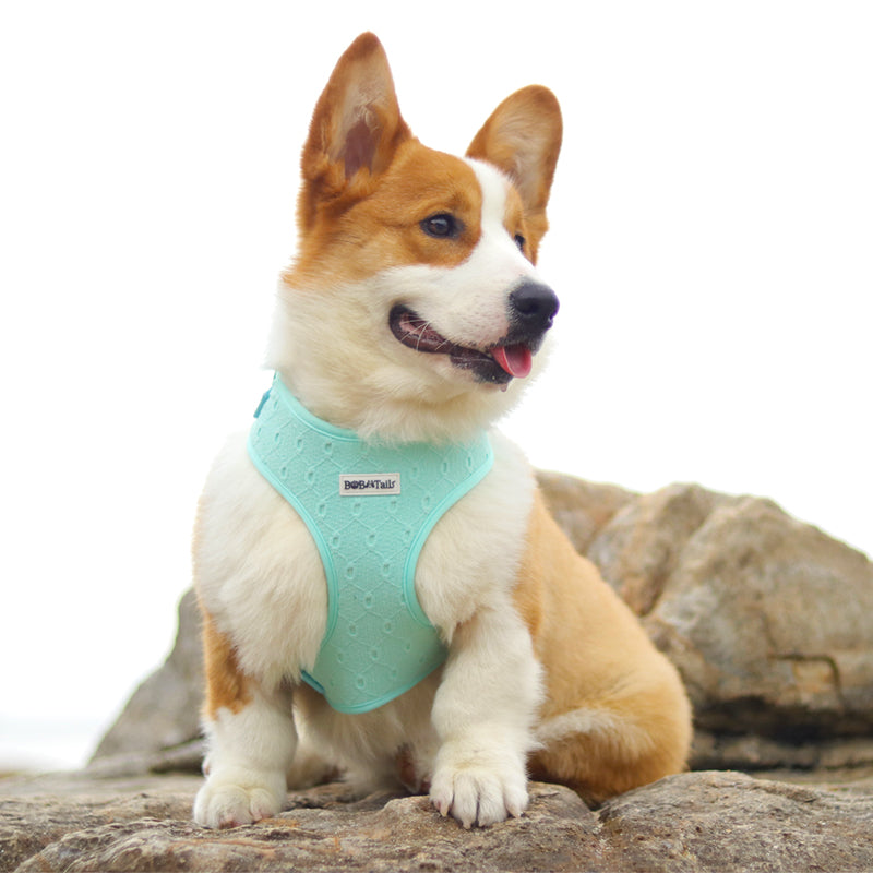 Silk embroidery no choke harness D-ring leash clip – Bobotails
