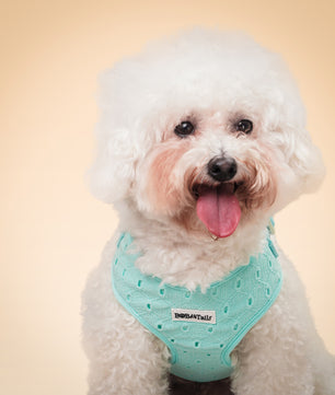 Silk embroidery no choke dog harness for small dogs – Bobotails
