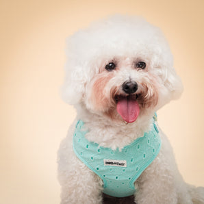 Silk embroidery no choke dog harness for small dogs – Bobotails