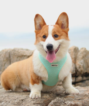 Silk embroidery dog harness adjustable fit small dog – Bobotails