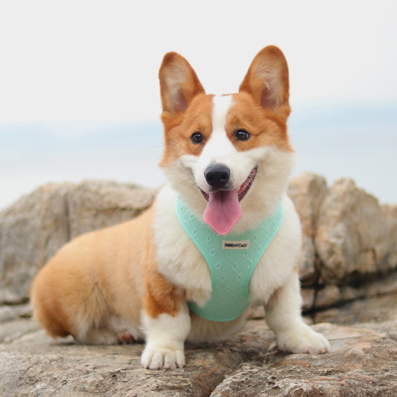 Silk embroidery dog harness adjustable fit small dog – Bobotails