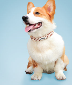 A medium size Corgi wearing cute dog collars on a light blue background