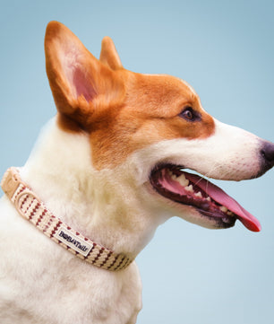Small Grain dog collar and tag for personalized design