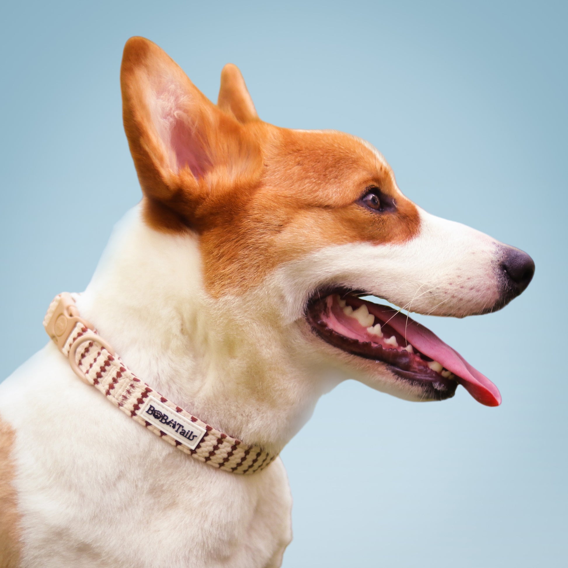Small Grain dog collar and tag for personalized design