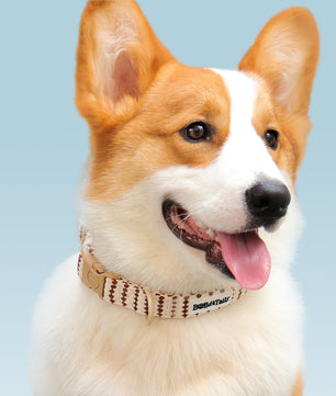 a medium size dog wearing Bobotails Small grain puppy collars