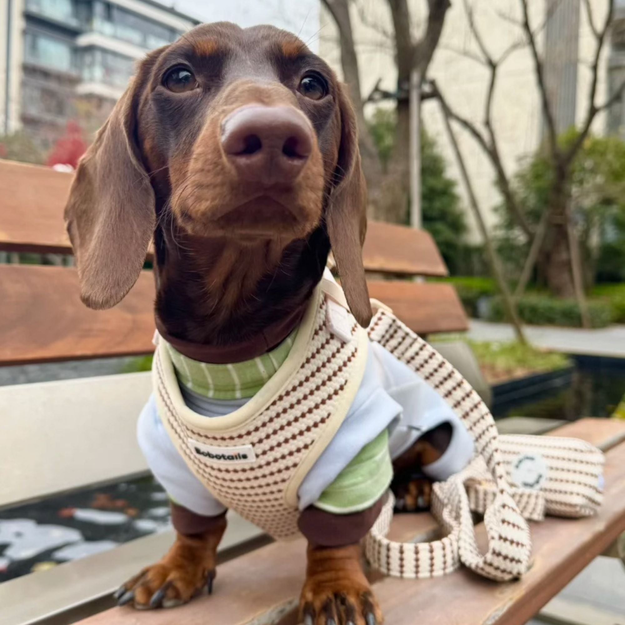 Dachshundwearing a small grain harness and standing on a wooden bench with a cityscape background
