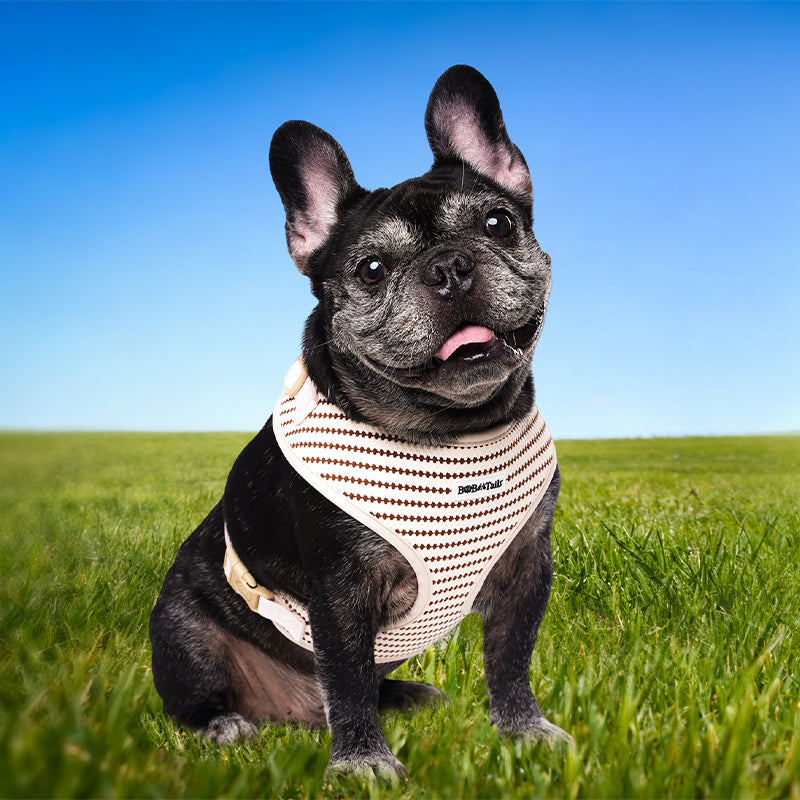 a medium size french bulldog wearing Bobotails small grain dog harness on the lawn