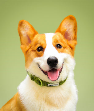 Cols de chien tactique de petit chien
