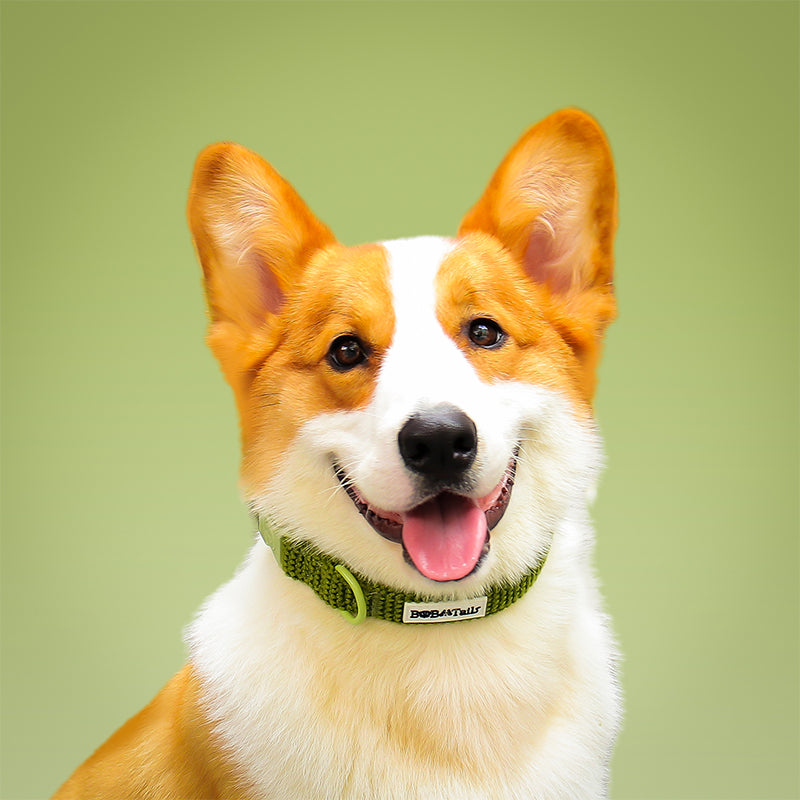 Cols de chien tactique de petit chien