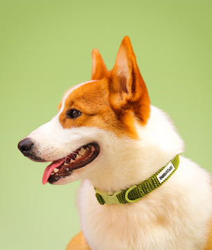 Cols de chien tactique de petit chien