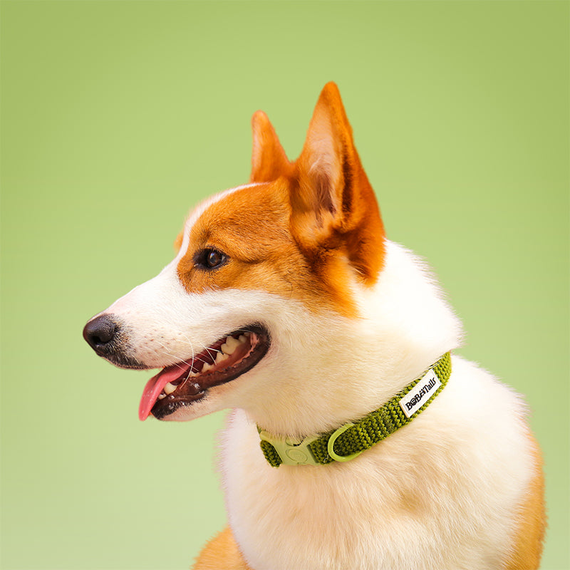 Cols de chien tactique de petit chien
