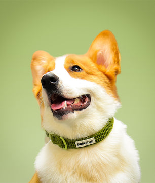 Cols de chien tactique de petit chien